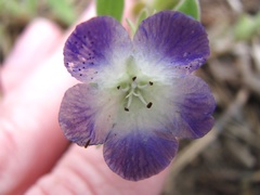 Phacelia patuliflora