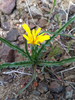 Sagebrush False-Dandelion - Photo (c) Damon Tighe, some rights reserved (CC BY-NC), uploaded by Damon Tighe