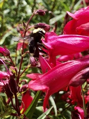 Bombus vosnesenskii