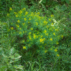 Hypericum lobocarpum