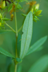 Hypericum lobocarpum