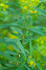 Hypericum lobocarpum