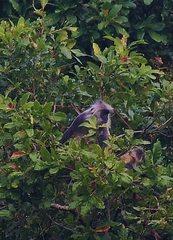 Trachypithecus germaini