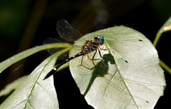 Macrothemis inequiunguis