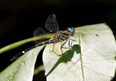 Macrothemis inequiunguis
