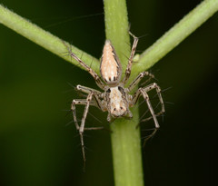Oxyopes acleistus