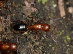 Camponotus discolor