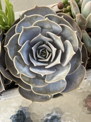 Echeveria lilacina