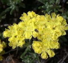 Eriogonum thymoides