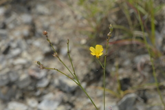 Linum rupestre