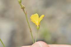 Linum rupestre