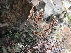 Paragymnopteris marantae marantae