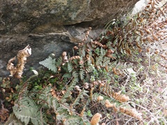Paragymnopteris marantae marantae