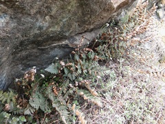 Paragymnopteris marantae marantae