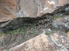 Paragymnopteris marantae marantae