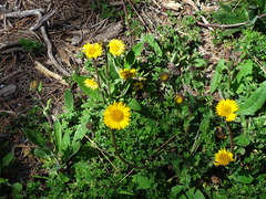 Osbertia stolonifera