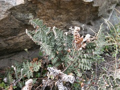 Paragymnopteris marantae marantae