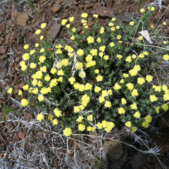 Eriogonum thymoides