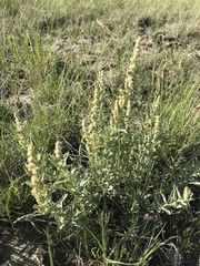 Atriplex gardneri
