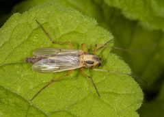 Chironomus dilutus