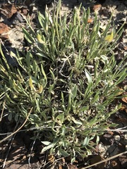 Astragalus spatulatus