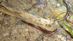 Rena humilis humilis
