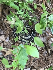 Thamnophis sirtalis