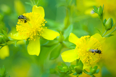 Hypericum lobocarpum