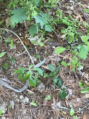 Thamnophis sirtalis