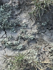 Xanthoparmelia chlorochroa