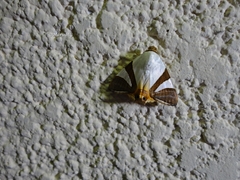 Eulepidotis rectimargo