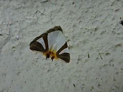 Eulepidotis rectimargo