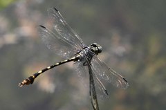 Phyllogomphoides stigmatus