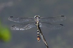 Phyllogomphoides stigmatus