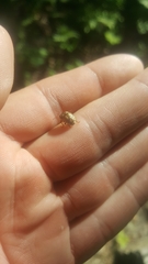 Calligrapha philadelphica