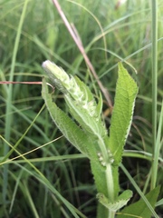 Stachys pilosa