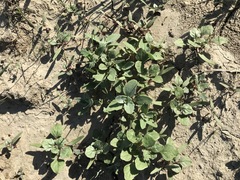 Oxybasis glauca salina