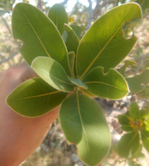 Xanthostemon paradoxus