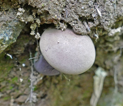 Tylopilus violatinctus