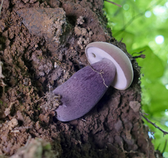 Tylopilus violatinctus