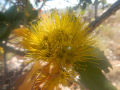 Xanthostemon paradoxus