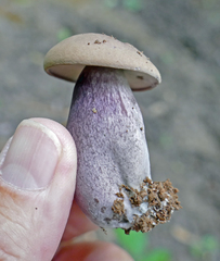 Tylopilus violatinctus