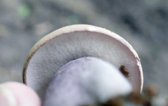 Tylopilus violatinctus