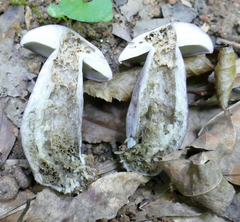 Tylopilus violatinctus