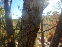 Xanthostemon paradoxus