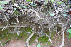 Tylopilus violatinctus