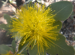 Xanthostemon paradoxus