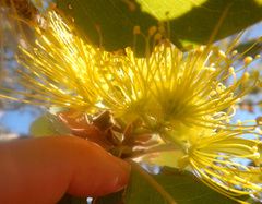 Xanthostemon paradoxus