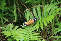 Argynnis hyperbius