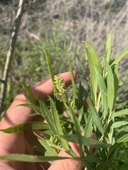 Salix